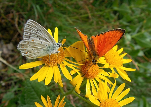 Un lieve battito d''ali