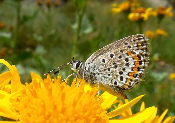 Un lieve battito d''ali