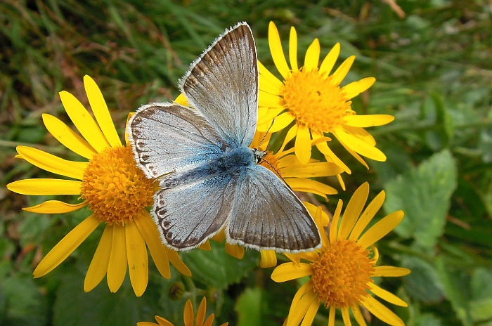 Un lieve battito d''ali