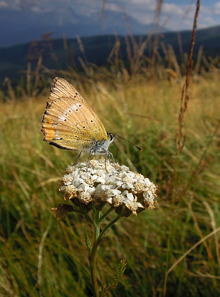 Un lieve battito d''ali
