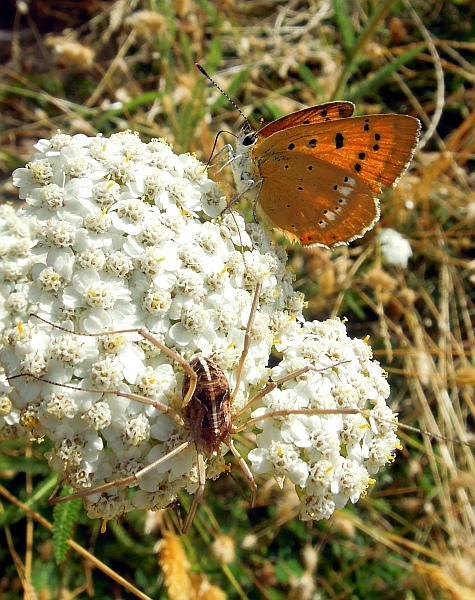 Un lieve battito d''ali