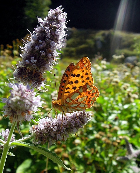 Un lieve battito d''ali