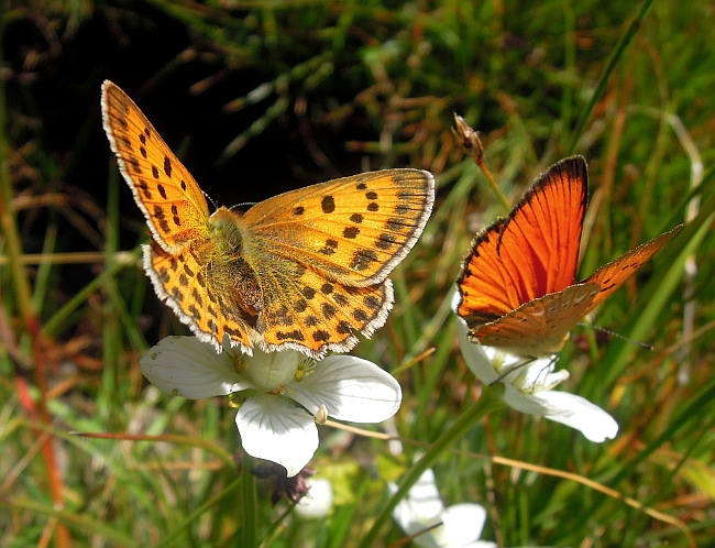 Un lieve battito d''ali