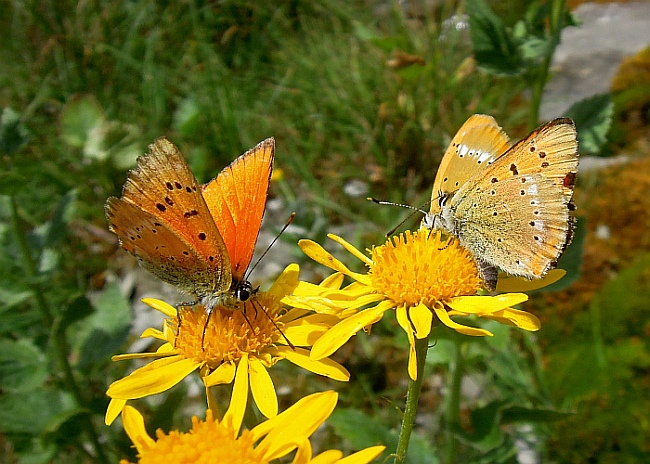 Un lieve battito d''ali