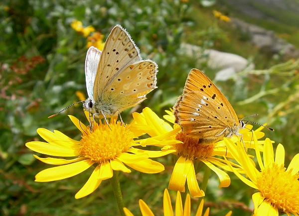 Un lieve battito d''ali