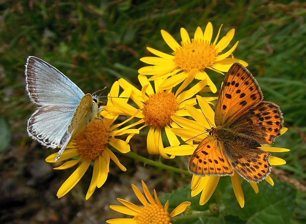 Un lieve battito d''ali