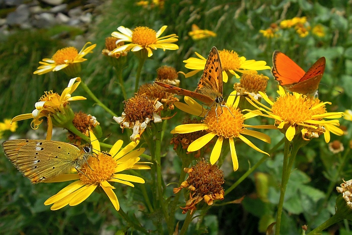 Un lieve battito d''ali