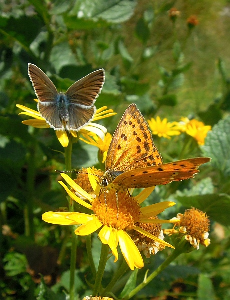 Un lieve battito d''ali