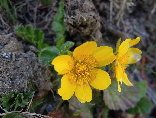 Fiori dal Parco Nazionale dello Stelvio e dintorni