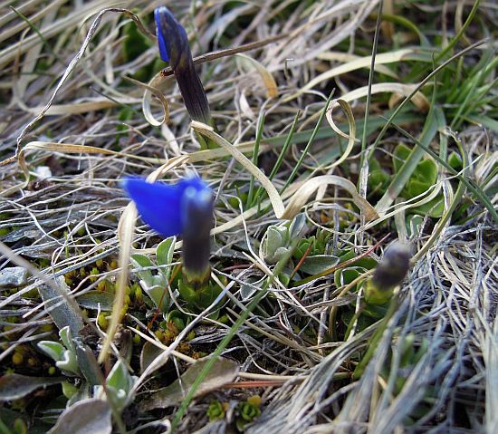 Fiori dal Parco Nazionale dello Stelvio e dintorni