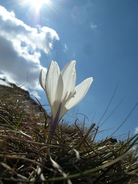 Monte Amaro nel Parco Nazionale d''Abruzzo