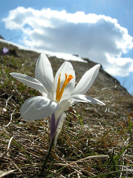 Monte Amaro nel Parco Nazionale d''Abruzzo