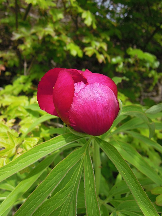 Paeonia officinalis subsp. italica / Peonia italica