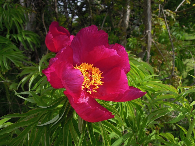 Paeonia officinalis subsp. italica / Peonia italica