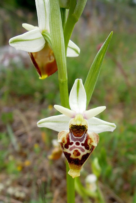 Ophrys da determinare