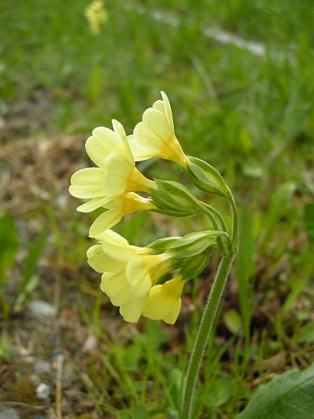 Fiori dal Parco Nazionale dello Stelvio e dintorni