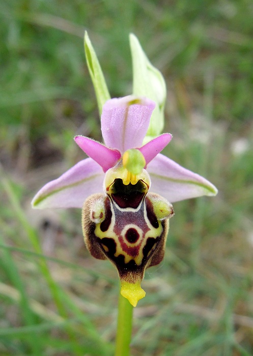 Ophrys da determinare