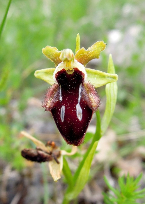 Ophrys da determinare