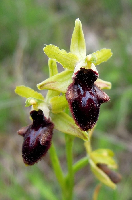 Ophrys da determinare