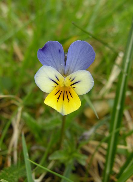 Fiori dal Parco Nazionale dello Stelvio e dintorni