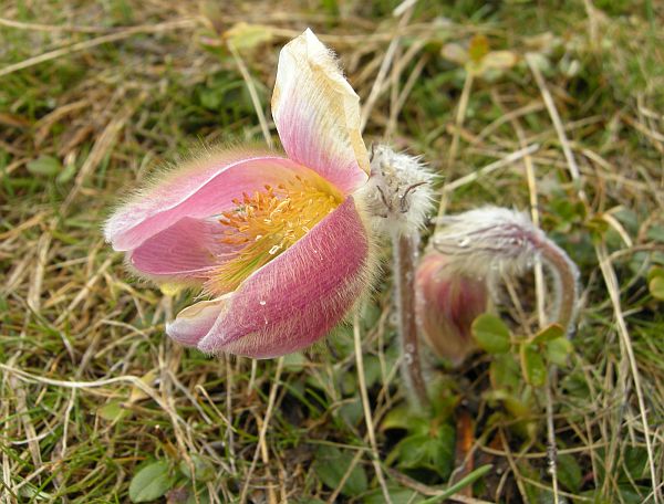 Fiori dal Parco Nazionale dello Stelvio e dintorni