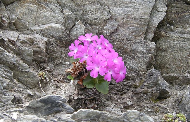 Fiori dal Parco Nazionale dello Stelvio e dintorni