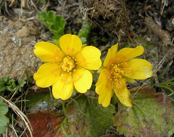 Fiori dal Parco Nazionale dello Stelvio e dintorni