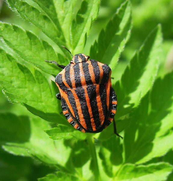 Pentatomidae: Graphosoma lineatum italicum dell''Abruzzo (AQ)
