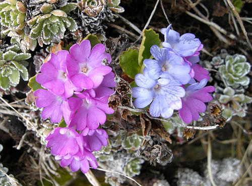 Fiori dal Parco Nazionale dello Stelvio e dintorni