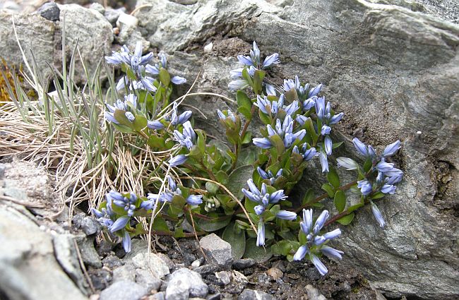 Fiori dal Parco Nazionale dello Stelvio e dintorni