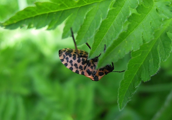 Pentatomidae: Graphosoma lineatum italicum dell''Abruzzo (AQ)