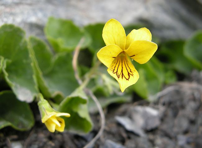 Fiori dal Parco Nazionale dello Stelvio e dintorni