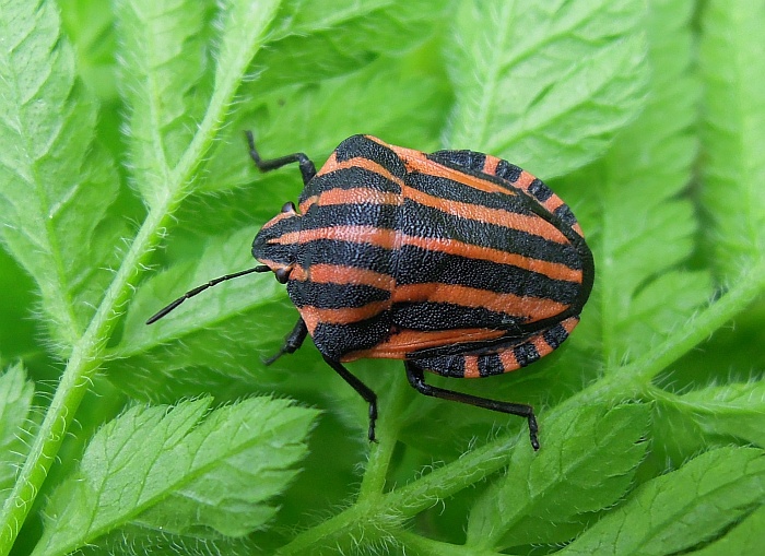 Pentatomidae: Graphosoma lineatum italicum dell''Abruzzo (AQ)