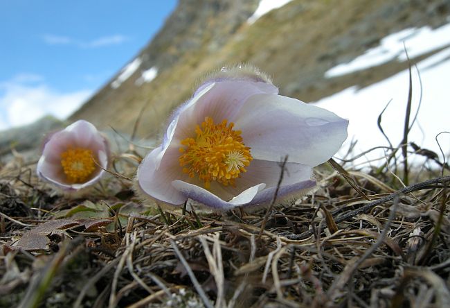 Fiori dal Parco Nazionale dello Stelvio e dintorni