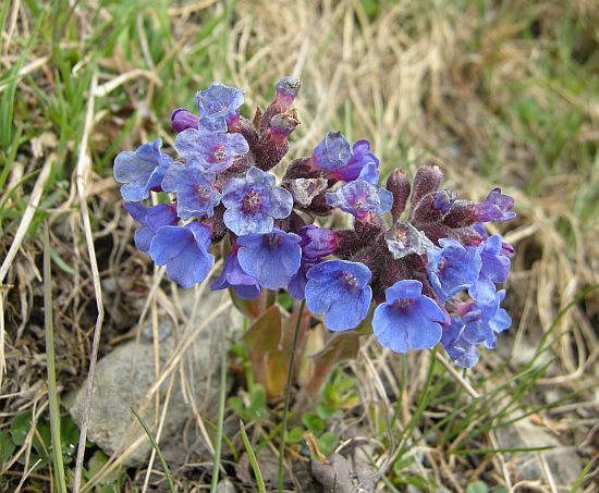 Fiori dal Parco Nazionale dello Stelvio e dintorni