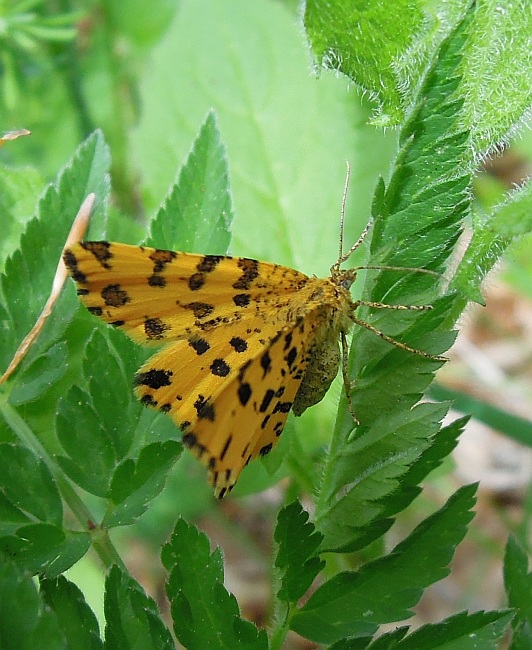 Da determinare - Pseudopanthera macularia