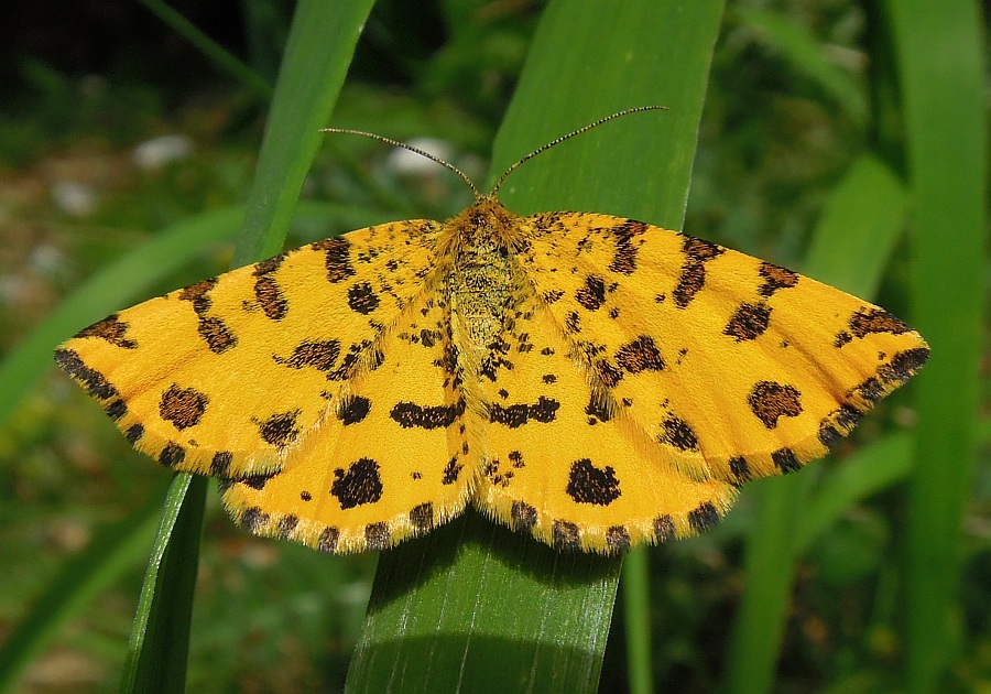 Da determinare - Pseudopanthera macularia