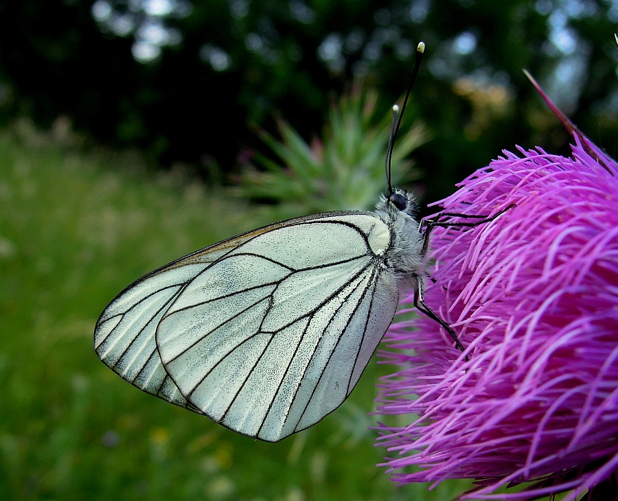 Aporia crataegi