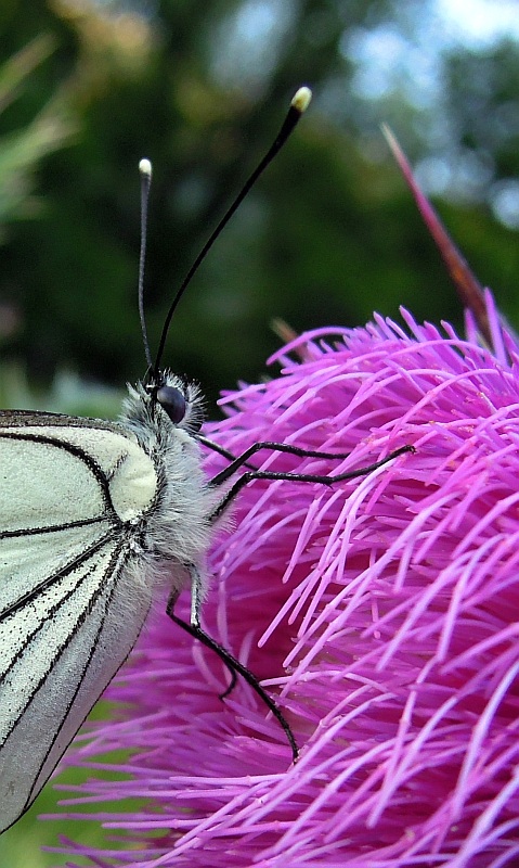 Aporia crataegi