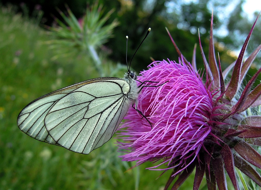 Aporia crataegi