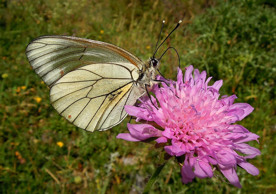 Aporia crataegi