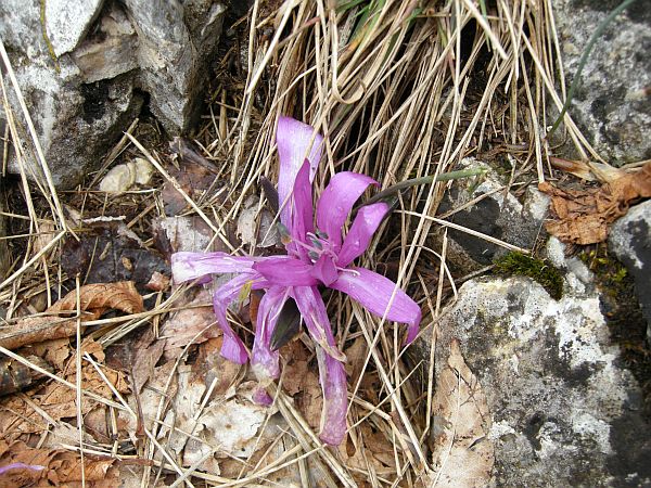 Colchicum bulbocodium subsp. versicolor / Bulbocodio a fiori variegati