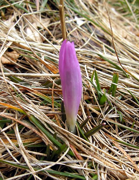 Colchicum bulbocodium subsp. versicolor / Bulbocodio a fiori variegati