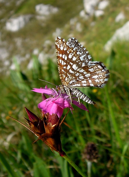 Chiasmia clathrata?