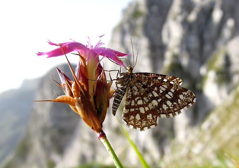 Chiasmia clathrata?