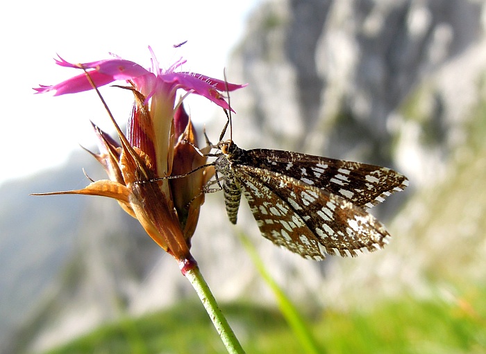 Chiasmia clathrata?