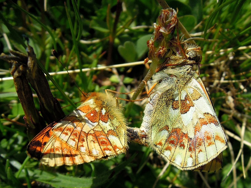 Accoppiamento .... boloria pales?