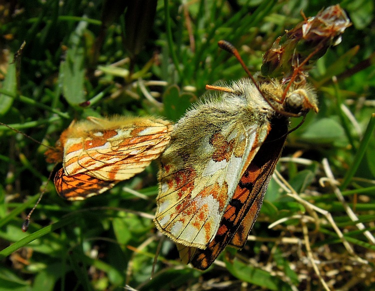 Accoppiamento .... boloria pales?