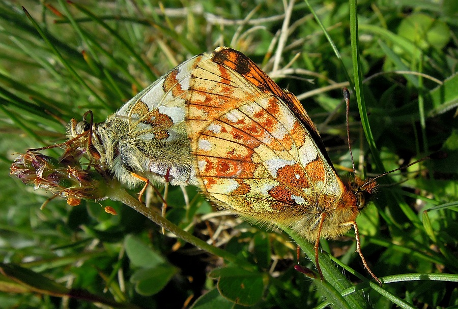 Accoppiamento .... boloria pales?