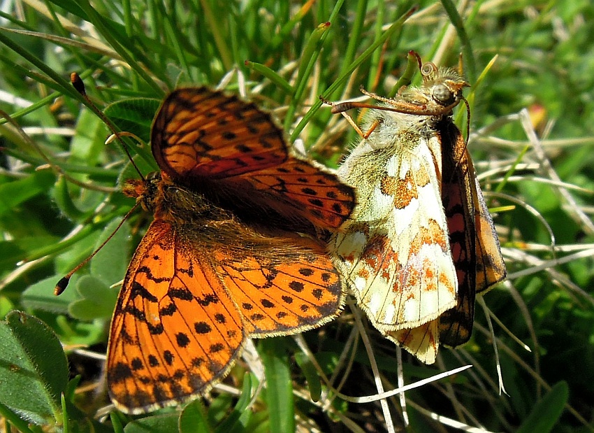 Accoppiamento .... boloria pales?